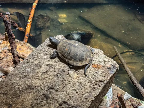 Found a turtle in an abandoned sewer in Bucharest, Romania