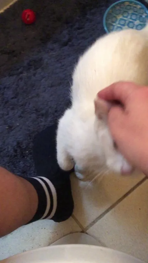 Went to get water ice for $2, left with a stinky flea ridden kitten..meet Noble Remi!