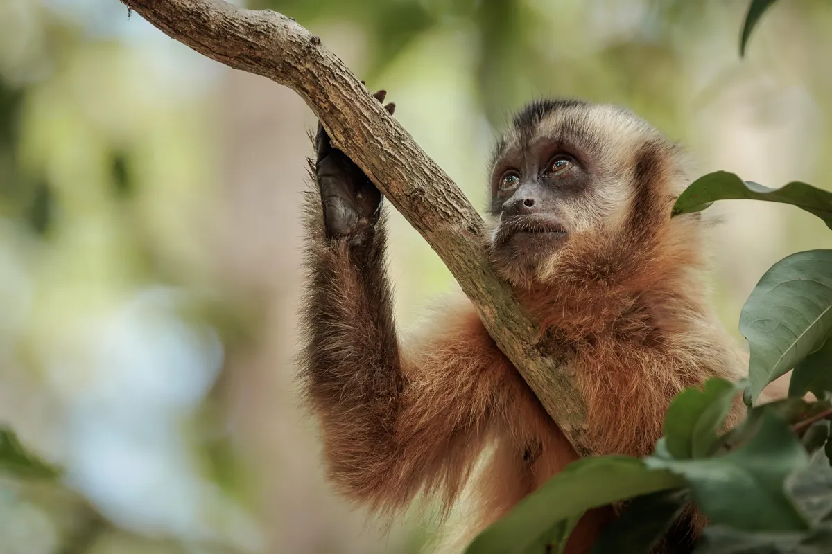 Self Drive Trip along the Transpantaniera Highway in the Brazilian Pantanal