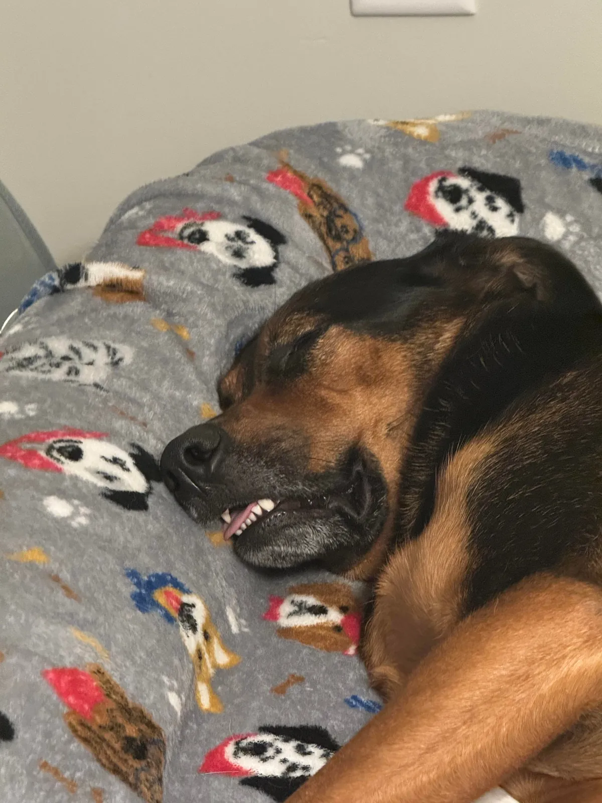 It’s Gary! My goofy, handsome, spoiled boy