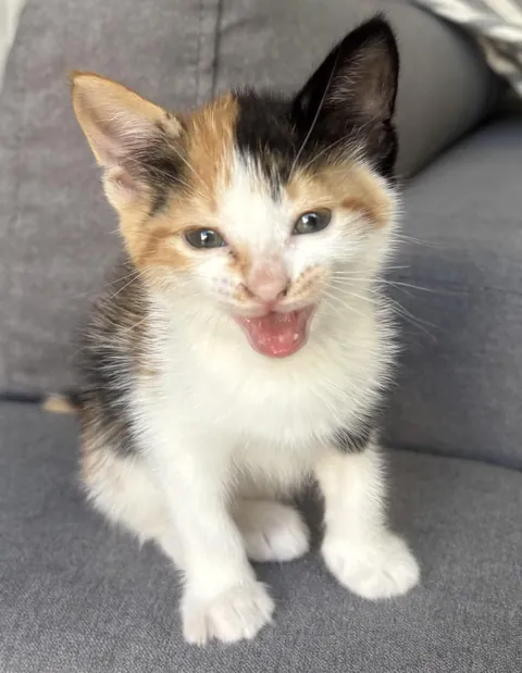 My kitten bites me every chance she gets, pls help 😭