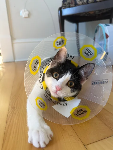 The cone she got from the emergency vet made me smile