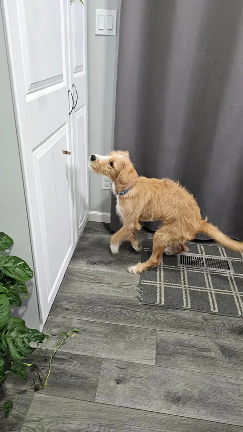 Early morning moth hunting. It got away.