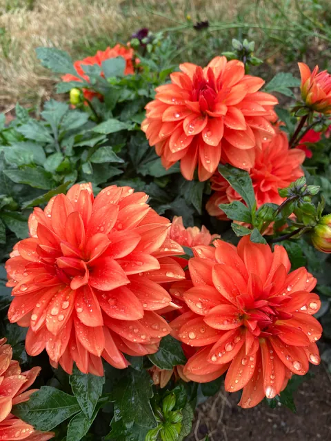My dahlias are in full bloom