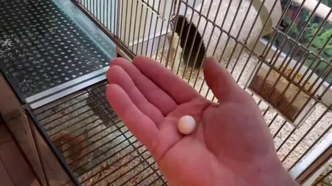 Man attempts to give life to a lost egg🥚 (Full story in comments)