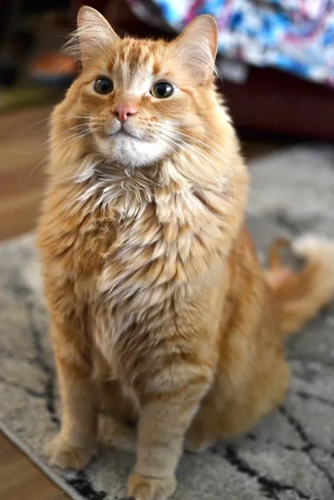 My boy Gatsby working on his headshots