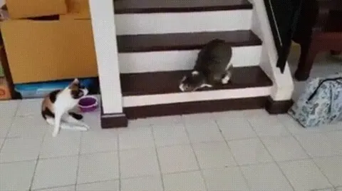 Two disabled cats demonstrating that life's beautiful no matter what