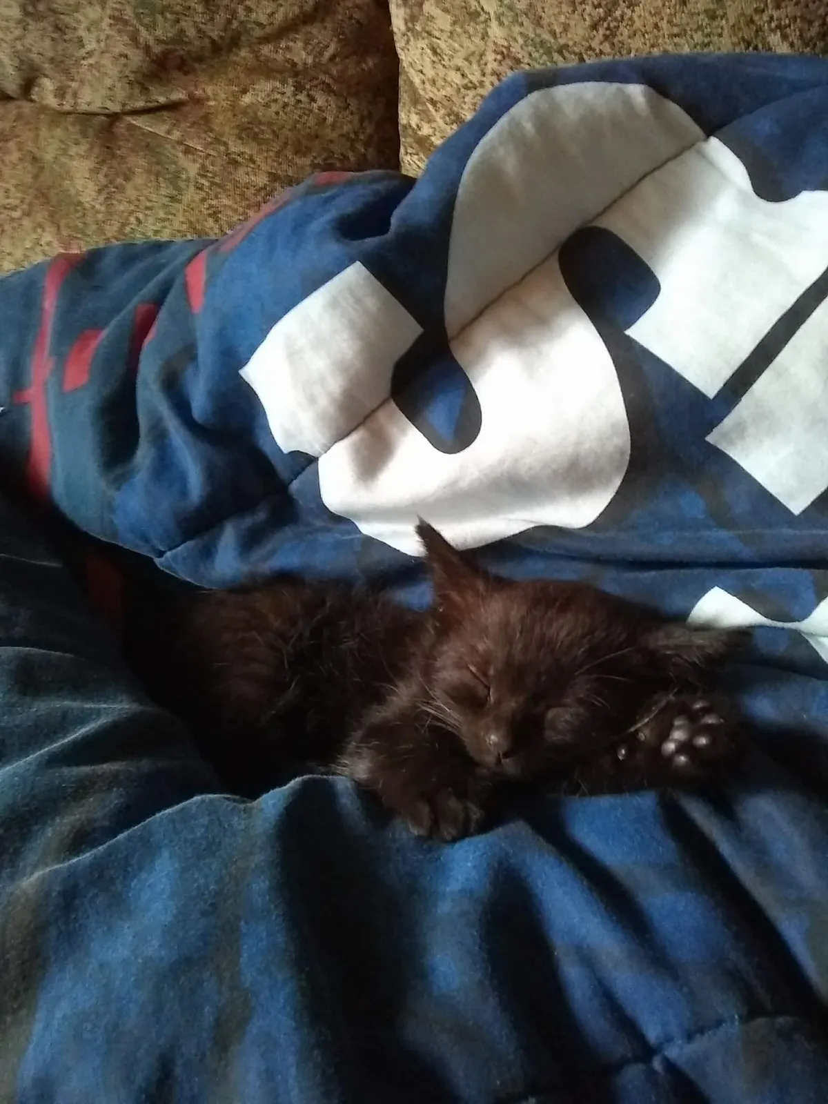 This boy made me into a cat person.