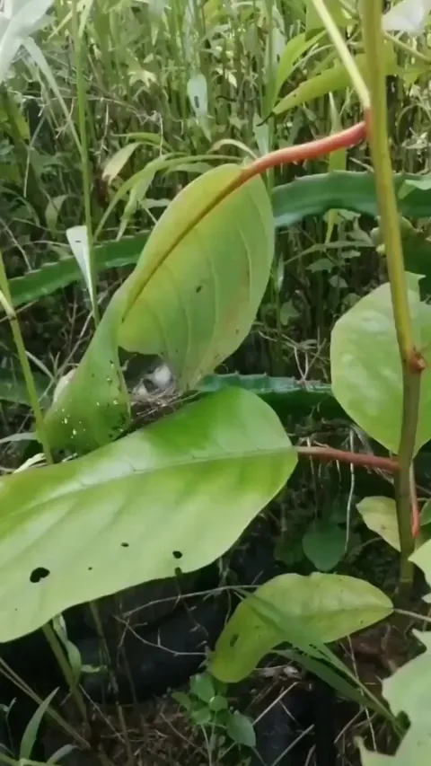 🔥A leaf and a nest 🌿🪹