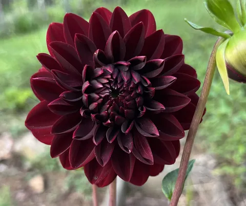 My favorite dahlia produced her first bloom