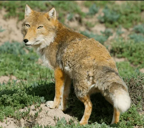 🔥The Tibetan sand fox. Their skull shape and short ears give them a very distinctive appearance.🔥