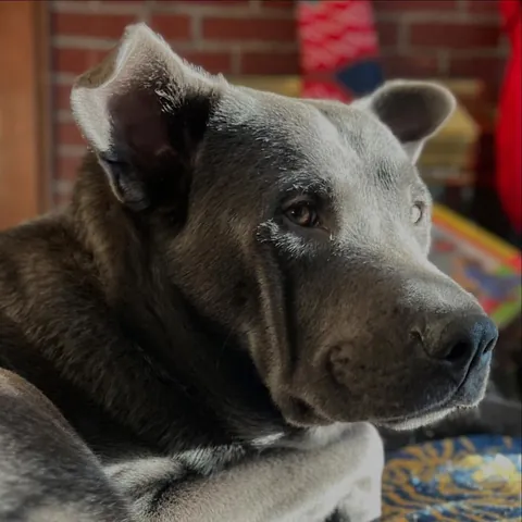 My 8.5mo gorillabear dog 