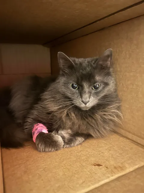 My sweet girl who is fighting cancer