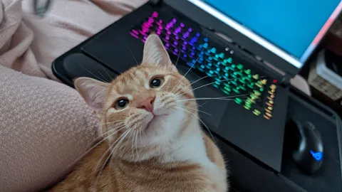 My handsome silly man with the big peanut whiskers 🥜