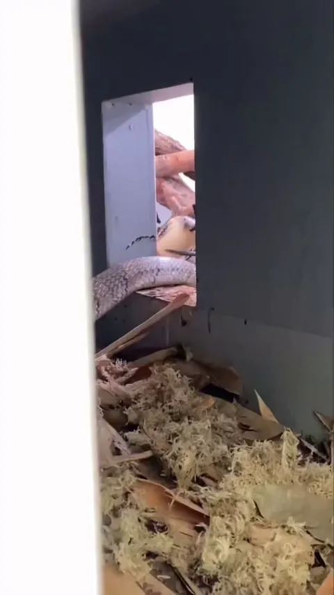 Critically Endangered blblblbl snake