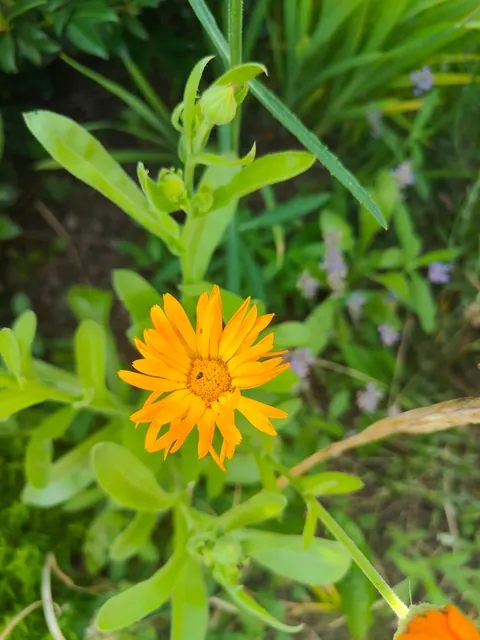 No one cares much about my flowers so I thought to share them here