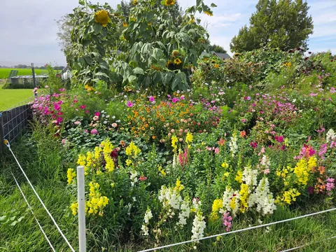 Late summer in the garden