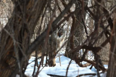 🔥 In life you would never notice him while he watches you.