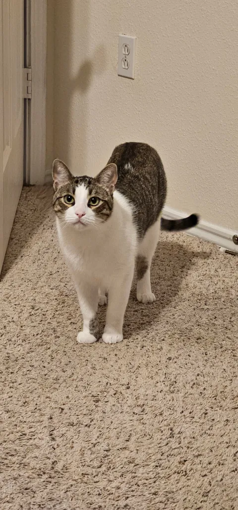 After encouragement from you all, I adopted my first pet, Adam.