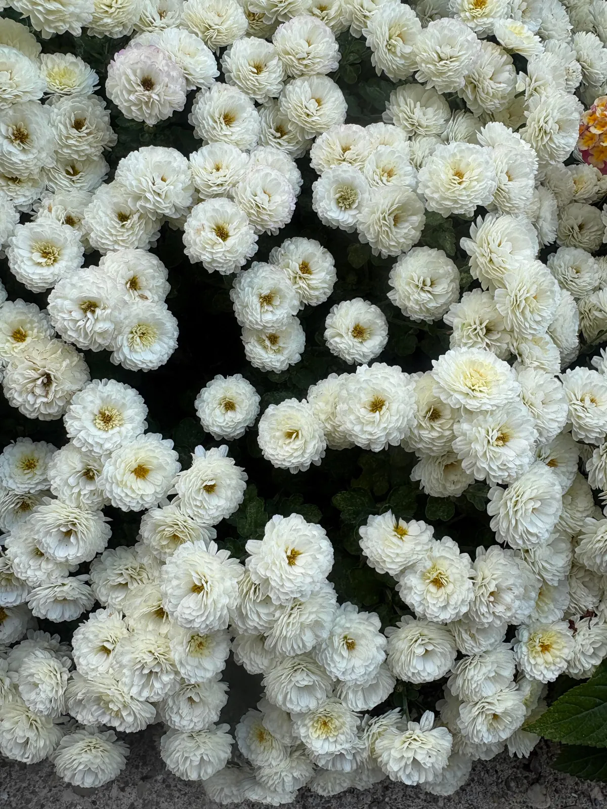 Planted mums in the ground last fall and they have quadrupled in size!!!
