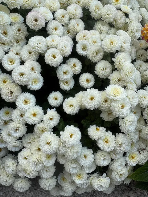 Planted mums in the ground last fall and they have quadrupled in size!!!
