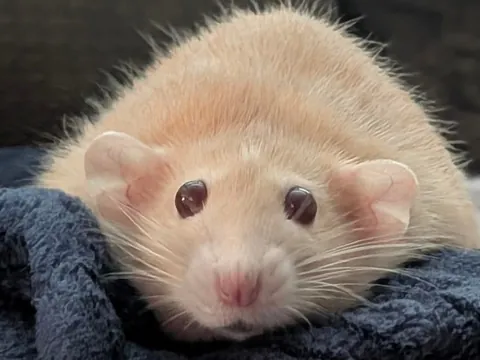 Naga is staring into your soul