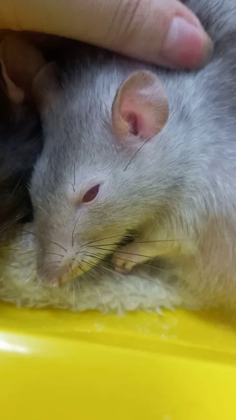 First time saying goodbye to a rat. I'm never having rats again.