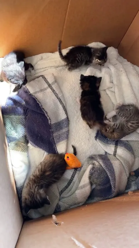 A peek inside a box of kittens