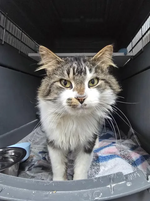New friend at our shelter, the cute and sweet Hansel.