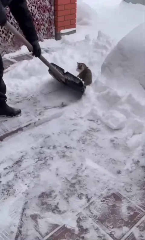 Kitty enjoying the snow