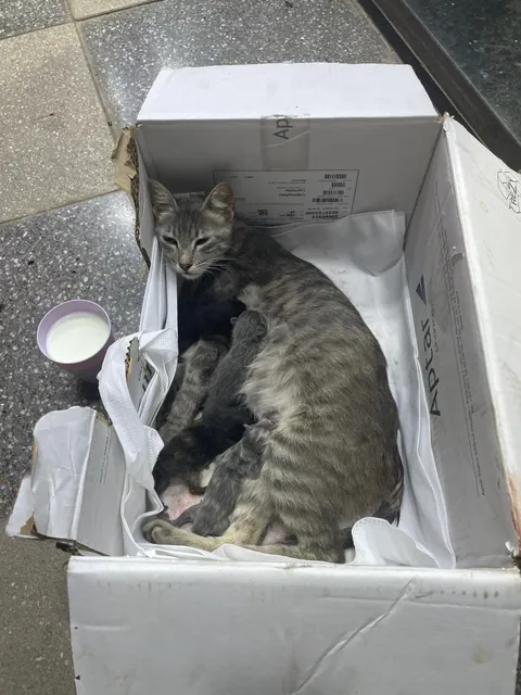 She’s a street cat who gave birth to 5 kittens outside. I gave her a box and some milk.