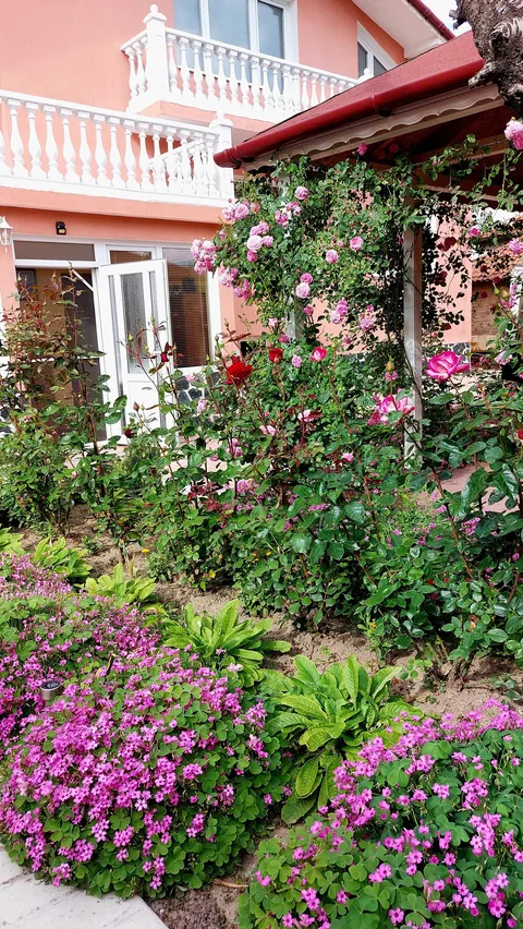 My mother's garden in sunny Bulgaria