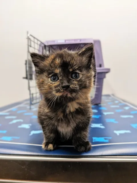 Updates on the sweet ice princess, Elsa!