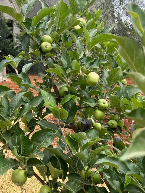 Everything my fruit garden produced this year. I’m so grateful 