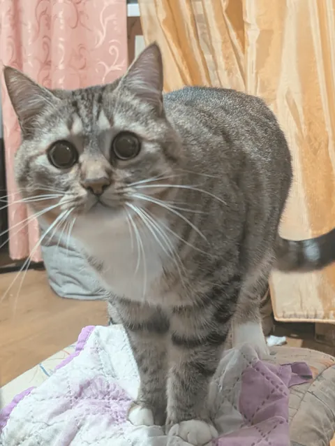 Hello reddit, meet my cat Seva, he is a very sweet and affectionate cat and he REALLY loves play❤️