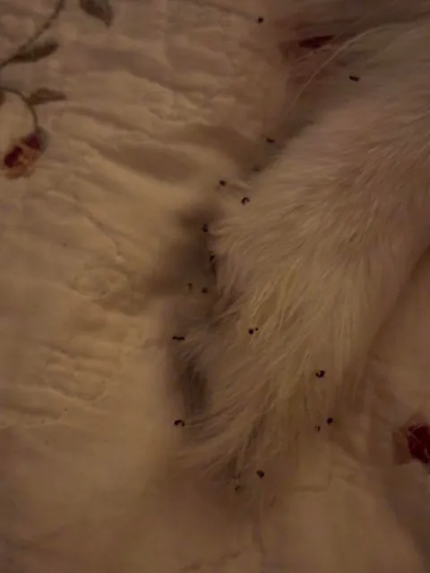 My dog went outside to pee, dug up an ant hill, then promptly got back in my bed