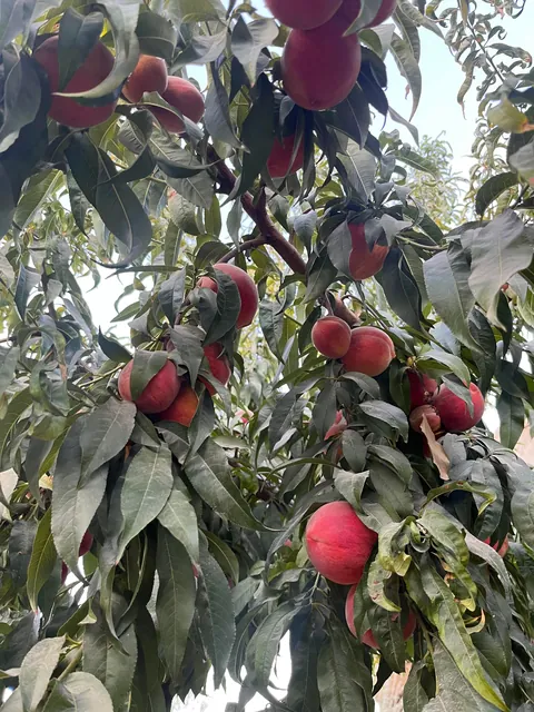 Everything my fruit garden produced this year. I’m so grateful 