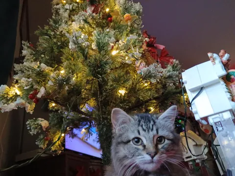 My boyfriend rescued a kitten from a tree last week