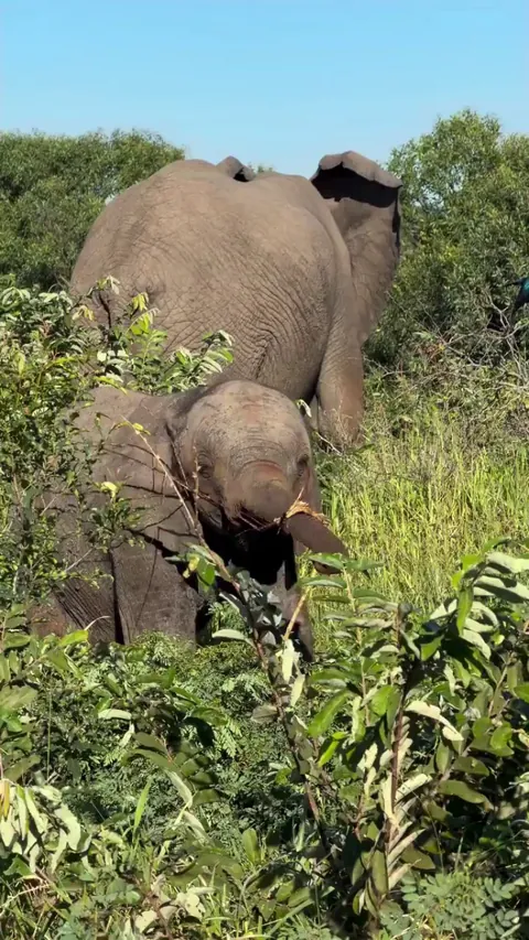 🔥 Everyone needs a good stick. Young elephant filmed at Mala Mala