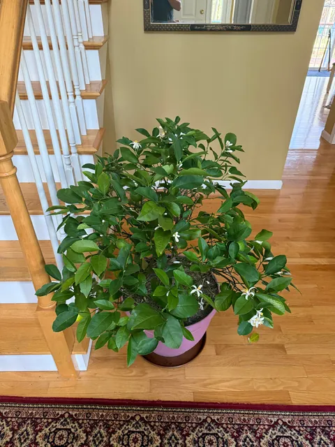 My 12 year old Meyer Lemon in New England