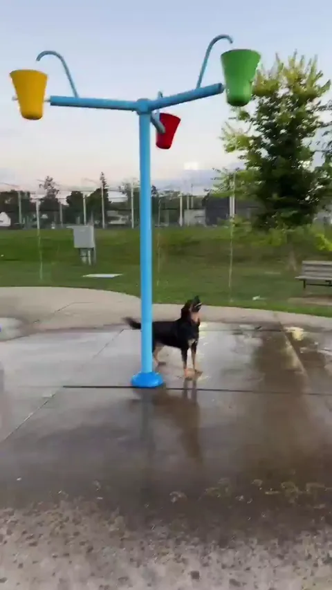Endless fun for this doggo