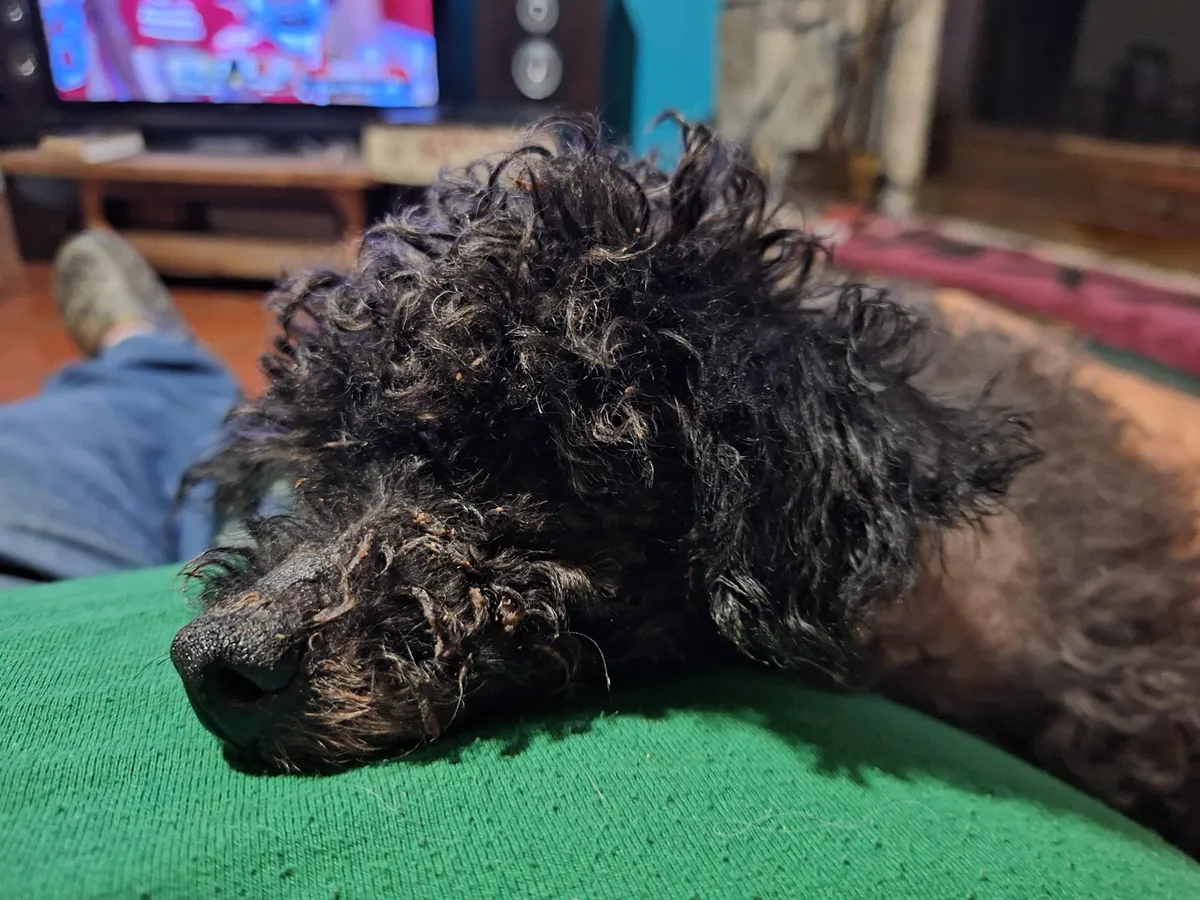 The old man of the house, Hummer. He's 22 and a professional sleeper.