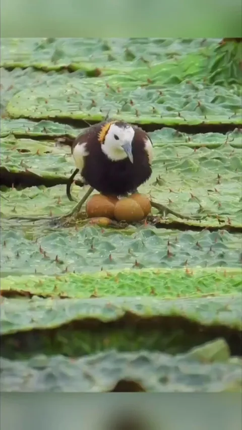 Dad helps in incubation 