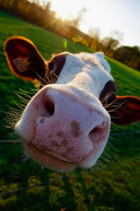 ITAP of a friendly cow