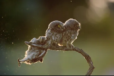 🔥 A collection of the winning photos of the Wildlife Comedy Awards Winners (2017).