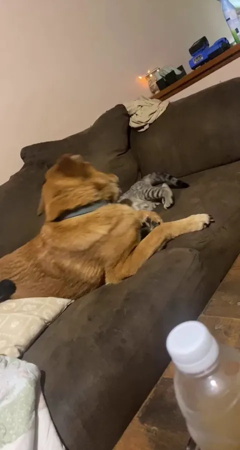 Two more rescues roughhousing. The dog was the FIRST thing I got after I bought my own house and the kitten, he claimed me one day when i was on shift at the firehouse.