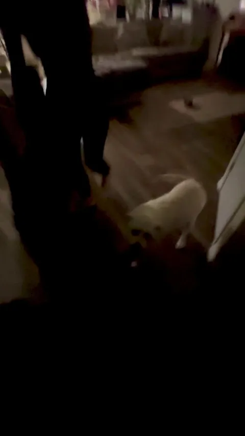 How my GFs dogs greeted us after 5 days away.