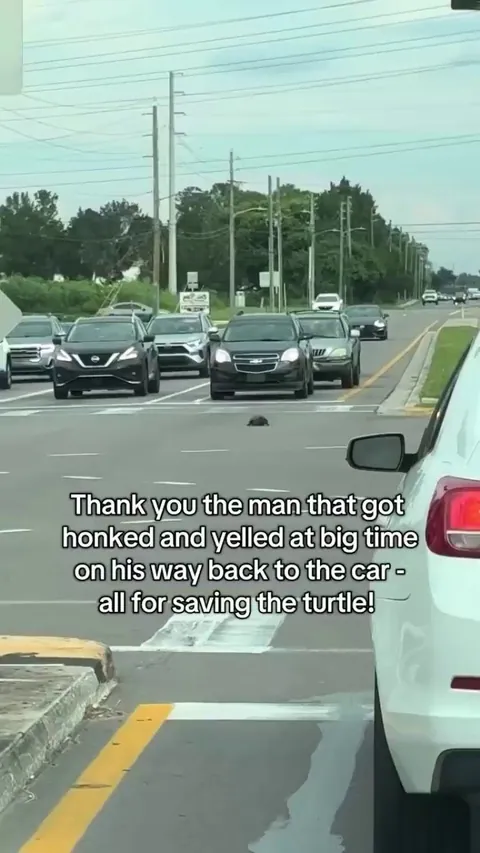 The Driver saves a turtle in the middle of the road 🐢 🚗
