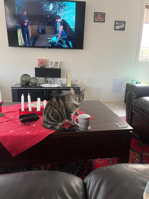 Looks me dead in the eye and then goes back to drinking my water 😂