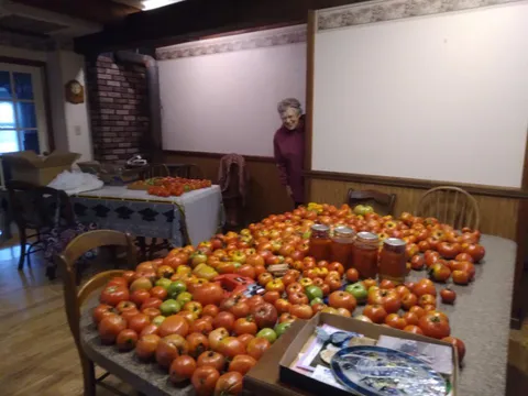 My 91yo grandmother’s tomato harvest this year 😃😃😃